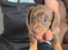 Miniature dacshund puppies