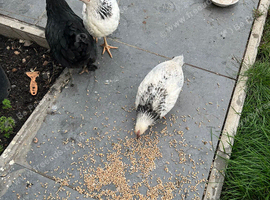 Chicken and chicks