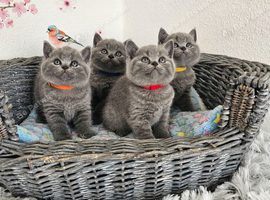 British Shorthair Kittens