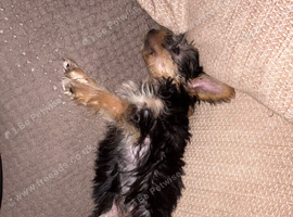 Female Yorkshire terrier