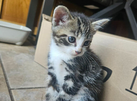 2x kittens left