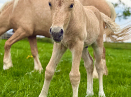 Stunning Welsh D colt to make 15.2hh