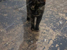Female cat