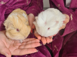 Boy and girl babies guinea pigs
