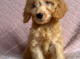 Cockapoo puppies