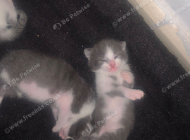 4 kittens