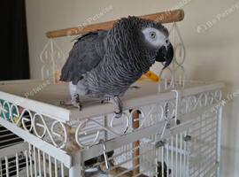 African grey parrot 19 yrs old boy