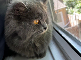 Beautiful female British longhair
