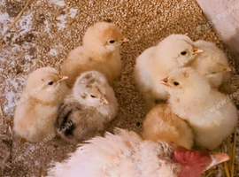 Brahma chicks