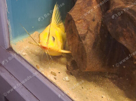 Yellow syno cat fish