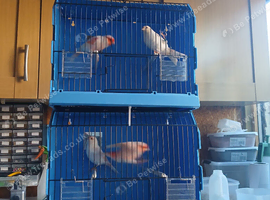 Coloured canaries