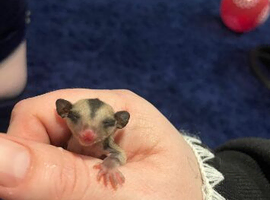 Family of sugargliders