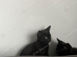 2 beautiful black kittens