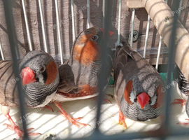 Finches