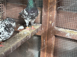 High flyers pigeons