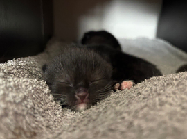 Kittens 10 weeks old