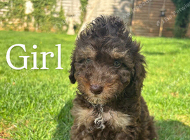 Cockapoo puppies
