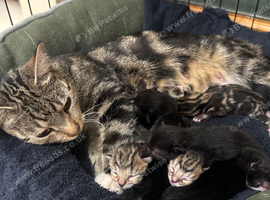Kittens for sale available October 31st