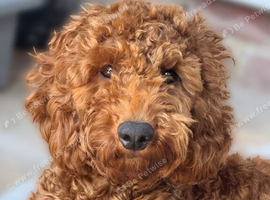 Cockerpoo male 10 months old