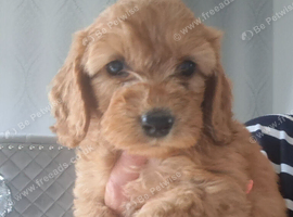 1 apricot girl cockapoo remaining