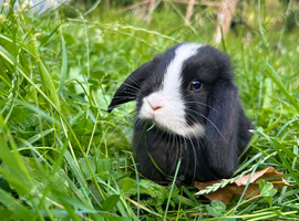 ready to reserve , ready to leave 11th July 1 girls 3 boys