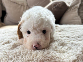 Stunning Cavapoo pups