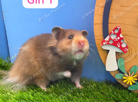 Beautiful Baby Syrian Hamster Girl pedigree