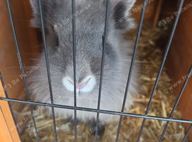 2 beautiful rabbits to rehome