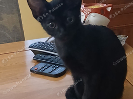 Black mixed breed girl kitten