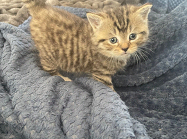 2 stunning Bengal kittens ready now