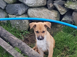 potentials agility pups. super athletic sheepdog cross pure kelpie