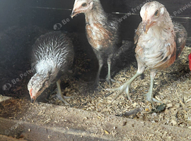 Young Trio of sammy ramsey greys american game