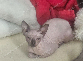 White colour sphynx  hairless cat