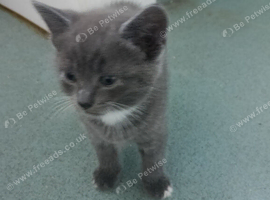 Kittens for sale