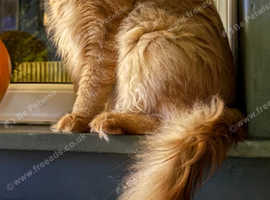 Red Mackerel Maine Coon Available for Stud
