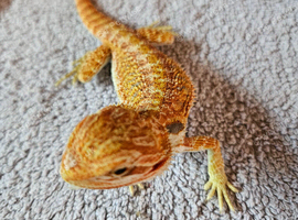 Bearded dragon 4months old ( Rescue )