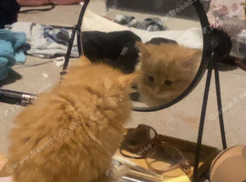6 beautiful kittens for sale