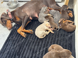 Kennel club registered Dobermans