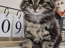 Beautiful Mixed Breed Female Long-Haired Kitten