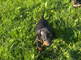 Dachshund Pups