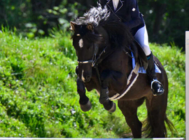 BLACK Beautiful 15.1 gelding