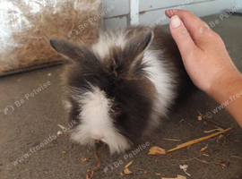 Last 5 lionheads left for there new homes