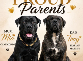 Cane corso puppies