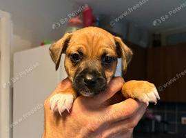 **READY NOW**5 adorable 8 week old puppies