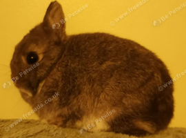 True Netherland Dwarf available