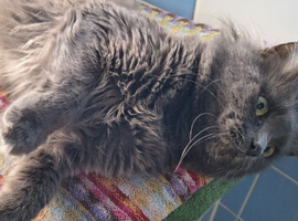 Male stub cat for sale