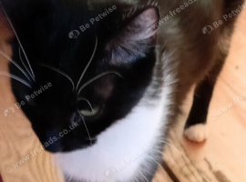 Lovely  cat