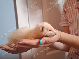 Ferret kits Silly tame handled daily