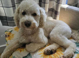 Teddy,toy poodle for stud
