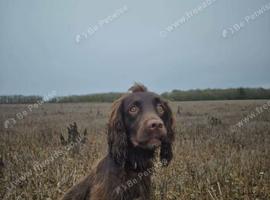 2 year old male chocolate sprocker